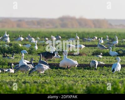 Greggi di oche da neve, Anser caerulescens, al Sonny Bono Salton Sea National Wildlife Refuge, California, USA Foto Stock