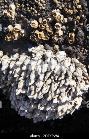 Nacoli a collo d'oca ( Pollicipes polimerus ) Cobble Beach, Yaquina Head, Oregon Coast Foto Stock