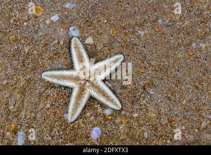 Bella foto di stelle marine aka stella del mare della famiglia Asteroidea con spiaggia di sfondo sabbia. Si è arso morto a causa del cambiamento climatico e del riscaldamento globale. Foto Stock