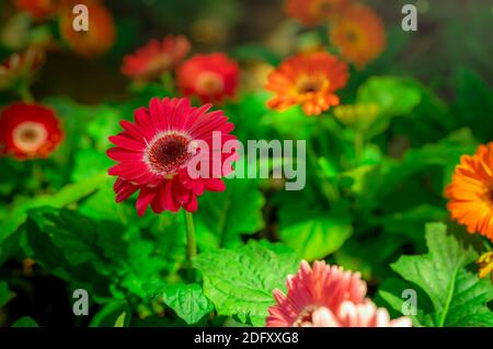 Gerbera rosso fiore su sfondo sfocato di fiori di gerbera arancio e rosa in giardino. Piante da giardino decorative o come fiori recisi. Petali rossi delicati Foto Stock