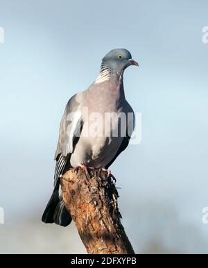 Un Pigeon di legno (Columba Palumbus) arroccato su un ceppo di alberi, Warwickshire Foto Stock