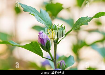 bel bocciolo di ibisco viola nel giardino d'autunno, sfondo sfocato con messa a fuoco poco profonda Foto Stock