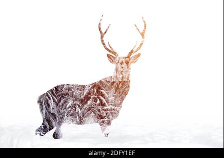 Doppia esposizione di cervi nella foresta invernale. Splendido paesaggio naturale Foto Stock