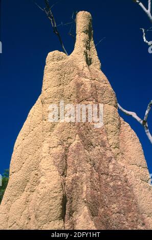 Il tumulo di termite nel 'Top End', territorio del Nord, Australia Foto Stock