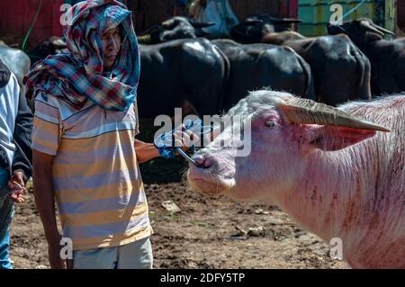 Bufali nel mercato del bestiame di Rantepao, Rantepao, Tana Toraja, Sulawesi, Indonesia Foto Stock