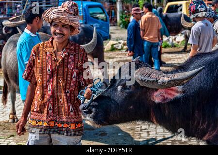 Bufali nel mercato del bestiame di Rantepao, Rantepao, Tana Toraja, Sulawesi, Indonesia Foto Stock