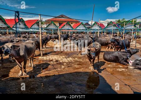 Bufali nel mercato del bestiame di Rantepao, Rantepao, Tana Toraja, Sulawesi, Indonesia Foto Stock