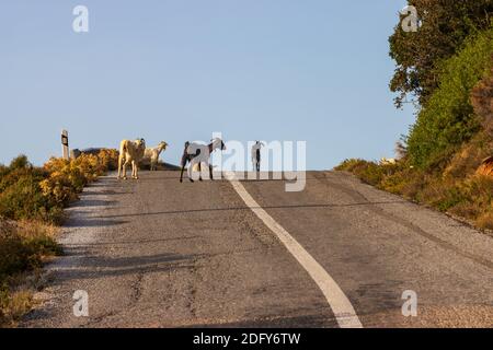 Capre sulla strada di montagna negli altopiani del Greco Cicladi isola di Andros Foto Stock