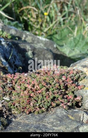 Inglese Stonecrop ( Sedum anglicum ) Wildflower pianta succulente che cresce in un ambiente roccioso, Regno Unito Foto Stock