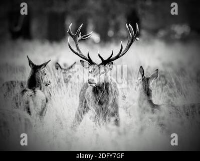 Cervi rossi sono visti nella lunga erba su un Freddo pomeriggio invernale al Richmond Park il 6 dicembre 2020 (immagine convertita in monocromatica) Foto Stock