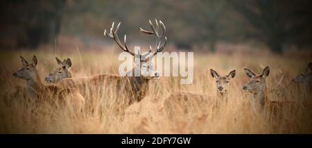 Cervi rossi sono visti nella lunga erba su un Freddo pomeriggio invernale al Richmond Park il 6 dicembre 2020 Foto Stock