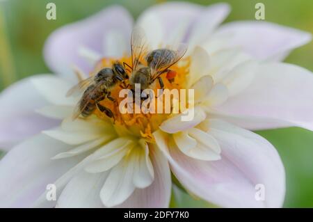 Due api su una Dahlia 'Teesbrooke Audrey', primo piano, vista dall'alto, rosa pastello e bianco dahlia giardino fiore con un paio di api. Foto Stock
