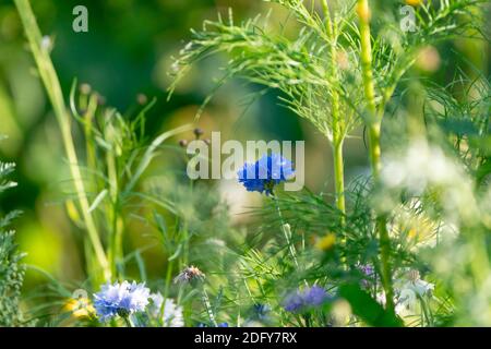 Un fiore di mais blu in un campo di fiori colorati. Messa a fuoco selettiva. Foto Stock