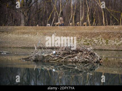 Ganderbal, India. 07 dicembre 2020. Un pastore cammina il suo gregge sulla riva del fiume sindh.A valle tra la Grande catena montuosa dell'Himalaya e la catena montuosa del PIR Panjal, Kashmir è un luogo di bella semplicità e incontaminata bellezza naturale. Il Kashmir ha una varietà di terreni che vanno da laghi, montagne innevate, colline conifere baciate ai fiumi alimentati da ghiacciai. Credit: SOPA Images Limited/Alamy Live News Foto Stock