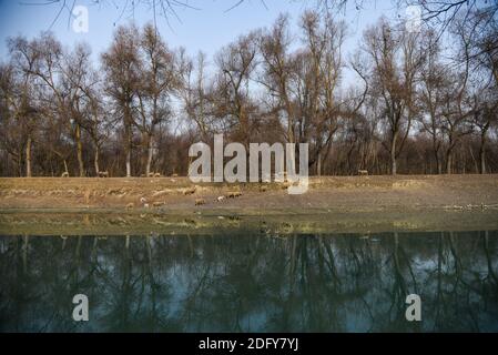 Ganderbal, India. 07 dicembre 2020. Alberi visti riflessi nel fiume sindh che scorre in Ganderbal.A valle tra la Grande catena montuosa dell'Himalaya e la catena montuosa del PIR Panjal, Kashmir è un luogo di bella semplicità e incontaminata bellezza naturale. Il Kashmir ha una varietà di terreni che vanno da laghi, montagne innevate, colline conifere baciate ai fiumi alimentati da ghiacciai. Credit: SOPA Images Limited/Alamy Live News Foto Stock