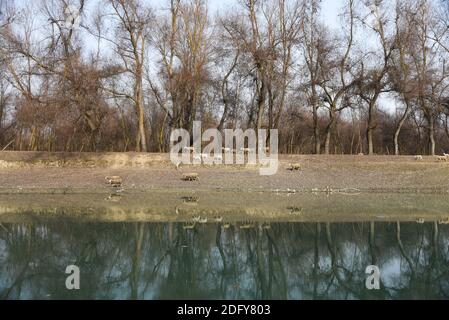 Ganderbal, India. 07 dicembre 2020. Una vista del fiume sindh che scorre durante un freddo giorno d'inverno. UNA valle tra la Grande catena dell'Himalaya e la catena montuosa del PIR Panjal, Kashmir è un luogo di bella semplicità e incontaminata bellezza naturale. Il Kashmir ha una varietà di terreni che vanno da laghi, montagne innevate, colline conifere baciate ai fiumi alimentati da ghiacciai. Credit: SOPA Images Limited/Alamy Live News Foto Stock