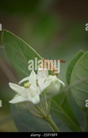 Particolare dell'ape o dell'ape in latino Apis mellifera, dell'ape di miele europea o occidentale seduta sul fiore viola o bianco Foto Stock