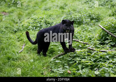 Panther nero, panthera pardus, Adulto serpente in posizione difensiva Foto Stock