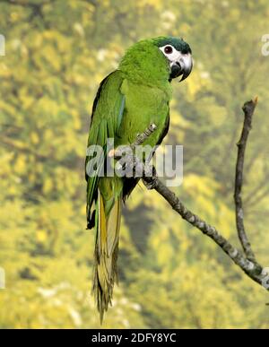 Macaw con spalle rosse, ara nobilis, Adulti in piedi sul ramo Foto Stock