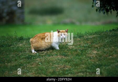 Manx gatto domestico, Tailless razza Foto Stock