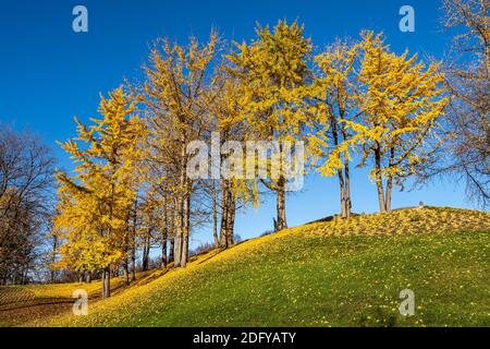 Foglie autunnali di ginkgo biloba con frutta in un giardino pubblico a Monaco, Baviera, Germania Foto Stock