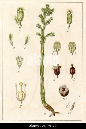 Tubo di Dutchman; false gocce di faggio; pinesap; nido d'uccello giallo / Monotropa hypopitys, SYN.: Hypopitys monotropa / Fichtenspargel / libro di botanica, 1901) Foto Stock