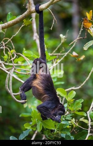 Panama fauna selvatica con una scimmia Howler Manled, Alouatta palliata, mangiare nella foresta pluviale del parco nazionale di Soberania, Repubblica di Panama. Foto Stock