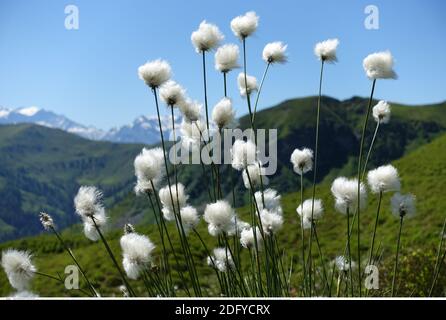 Geografia / viaggio, Austria, Salisburgo, congr, attenzione! Per l'uso della Greetingcard/cartolina nei paesi di lingua tedesca potrebbero essere applicate alcune limitazioni Foto Stock