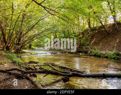 Cascate sul fiume Tanew, Szumy nad Tanwia, Tanew Riserva Naturale, Roztocze, Lublin Voivodato, Polonia Foto Stock
