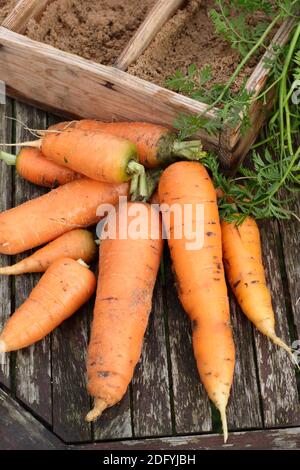 Daucus carota "Re d'autunno". Carote appena raccolte in casa-cresciute che asciugano un po 'prima di immagazzinare in sabbia umida in una cassa di legno. REGNO UNITO Foto Stock