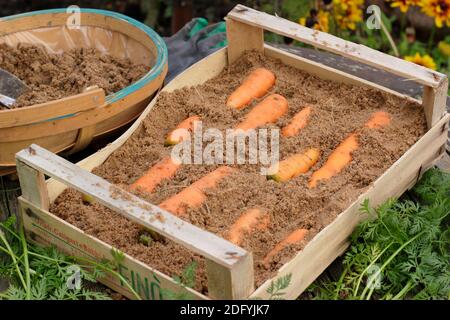 Daucus carota "Re d'autunno". Immagazzinando le carote da radici layering in sabbia umida in una cassa di legno. REGNO UNITO Foto Stock