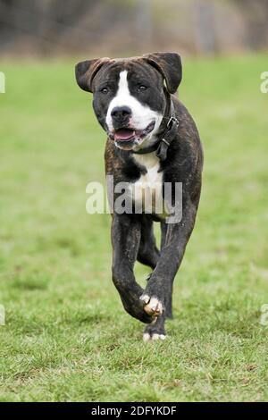 American Bulldog- Rottweiler Mischung, misto-razza-cane Foto Stock