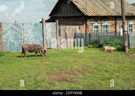 Una scrofa germogliata con un piccolo suino pascolano su un prato verde vicino ad un cancello di legno di fronte ad una capanna su una strada del villaggio. Foto Stock