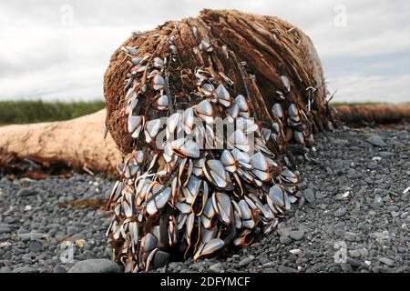 Kodiak National Park, Alaska, Stati Uniti Foto Stock