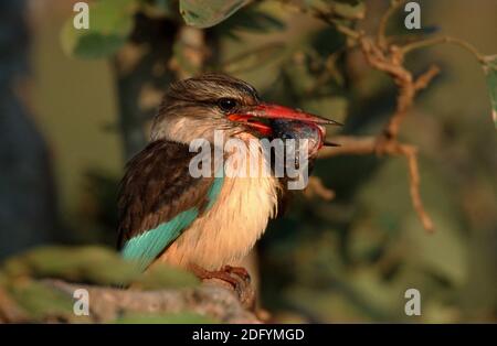 Braunkopfliest, albiventris halcyon, Martin pescatore con cappuccio marrone Foto Stock