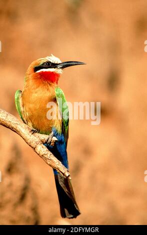 Melittophagus bullockoides, ape-eater con facciata bianca, Foto Stock