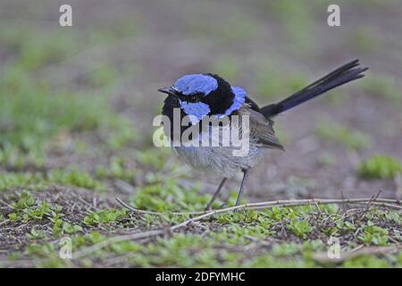 Prachtstaffelschwanz, blaustaffelschwanz, malurus cyaneus, fairywren australiano, wren blu, superbo fairywren blu, superbo w Foto Stock