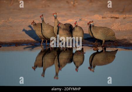 Numida meleagris, guineafonlo helmeted Foto Stock