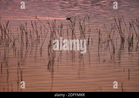 Che cosa assomiglia un piccolo grebe nelle acque di Bhigwan Dhiksal in Maharashtra, India Foto Stock