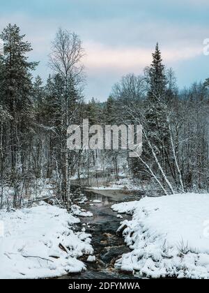 Inverno selvaggio neve foresta settentrionale con fiume su un polare giorno Foto Stock