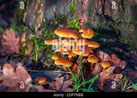 funghi agarici al miele su un vecchio ceppo di alberi. Foto Stock