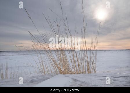 Asciugare l'erba secca gialla in un campo nevoso contro un cielo nuvoloso e un sole pallido. Sfondo naturale invernale minimalista. Foto Stock