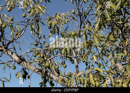 L'albero di avocado di Hass (persea americana) che porta un sacco di avocado, diversi braci contro un cielo blu. Orchard a Queensland, Australia. Foto Stock