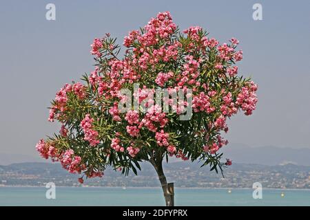 Sirmione, olivo sul lungomare Foto Stock