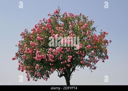 Sirmione, Oleanderbaum Foto Stock