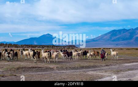 Una mandria di lama femmina cammina attraverso il deserto a Salar de Uyuni, Bolivia Foto Stock