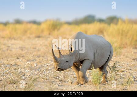 Rinoceronte nero (Diceros bicornis), camminando sulla savana, Etosha National Park, Namibia. Foto Stock