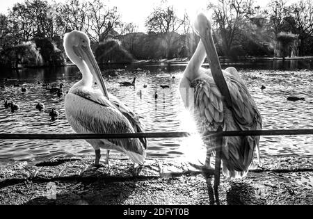 Un gruppo di pellicani adulti e giovani in piedi accanto a. Un lago a St James Park a Londra Foto Stock