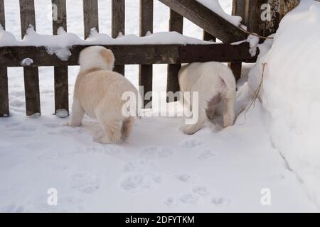 Due piccoli cuccioli bianchi sbirciano dal cancello curiosamente in una giornata invernale. Foto Stock