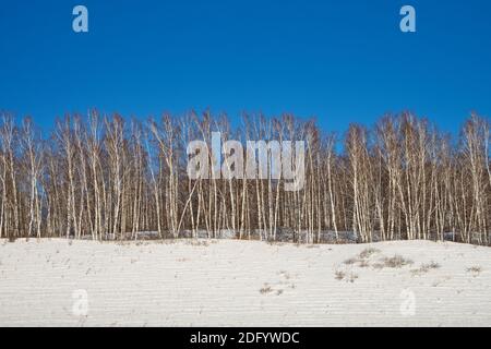 In una giornata invernale, gli uccelli bianchi si trovano in fila su un'alta collina innevata contro un cielo blu. Foto Stock